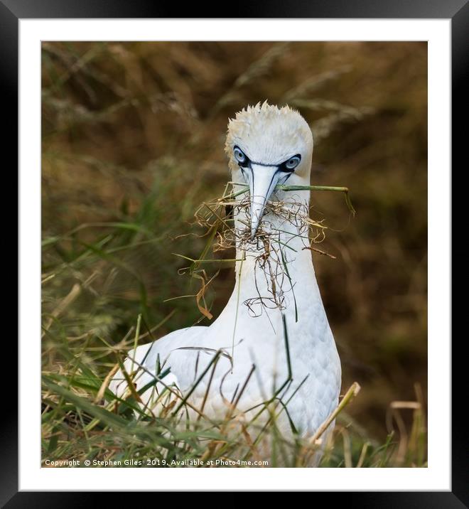 Gannet and grass Framed Mounted Print by Stephen Giles