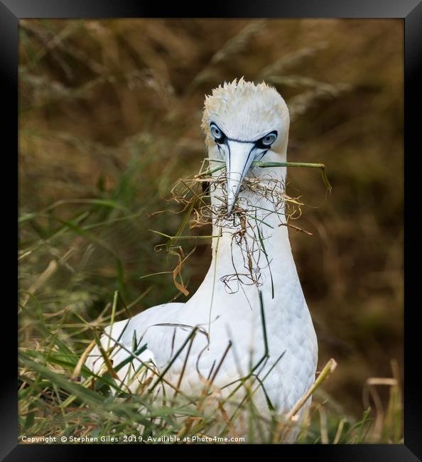 Gannet and grass Framed Print by Stephen Giles