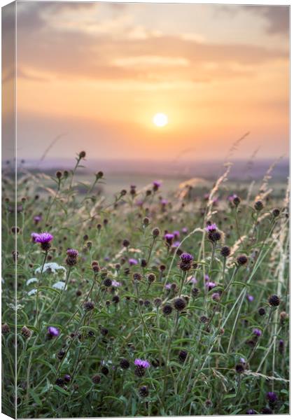 Wildflowers at sunset Canvas Print by Graham Custance