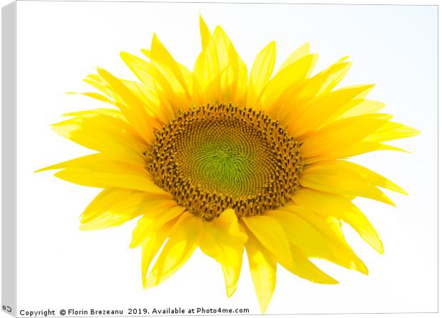 yellow sunflower flower with white background Canvas Print by Florin Brezeanu
