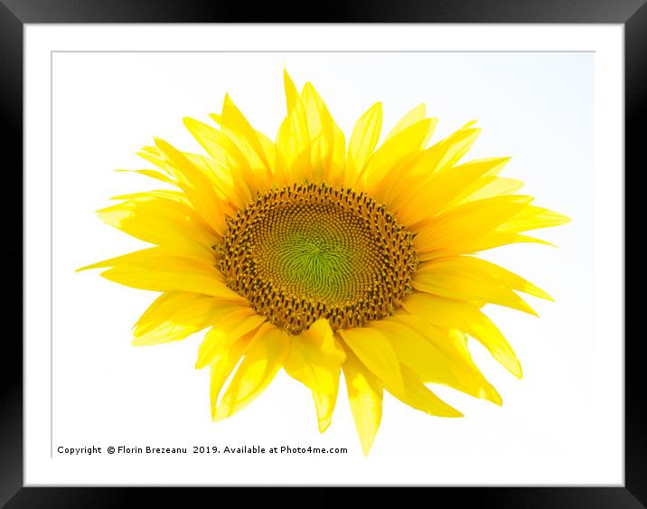  yellow sunflower flower with white background Framed Mounted Print by Florin Brezeanu