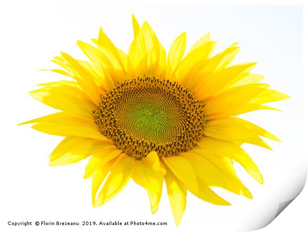  yellow sunflower flower with white background Print by Florin Brezeanu