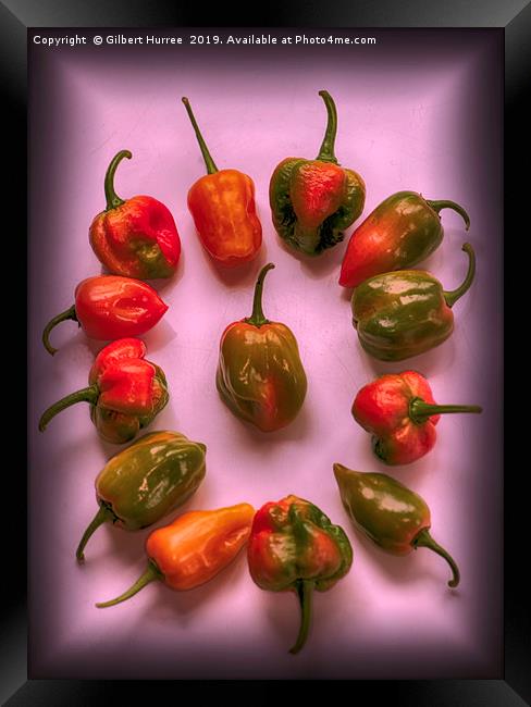 Hottest Chillies in The World Framed Print by Gilbert Hurree