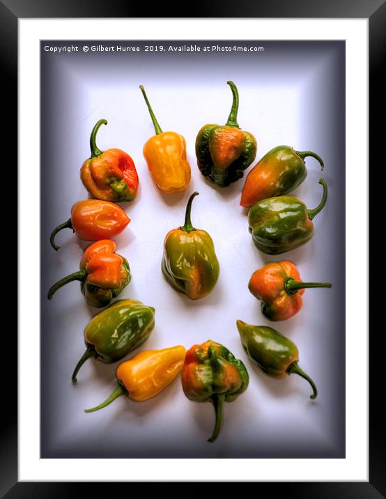 World's Hottest Chillies Framed Mounted Print by Gilbert Hurree
