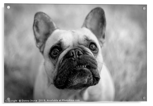 French Bulldog portrait Acrylic by Donna Joyce