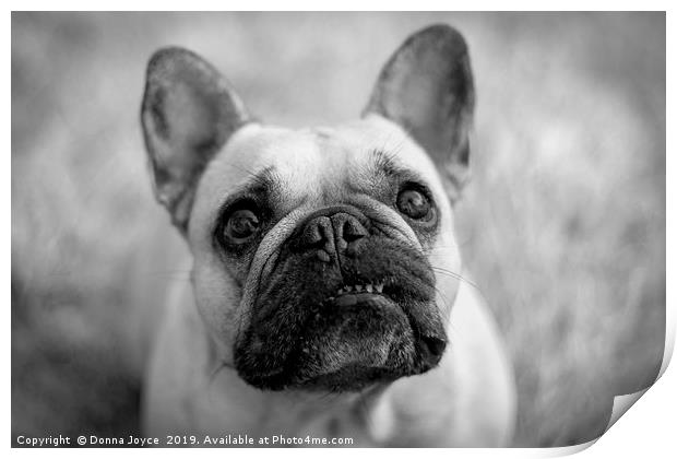 French Bulldog portrait Print by Donna Joyce