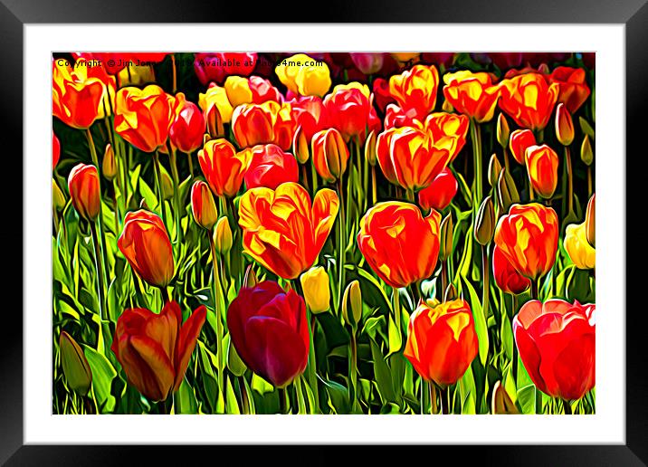 Red and Yellow Tulips Framed Mounted Print by Jim Jones