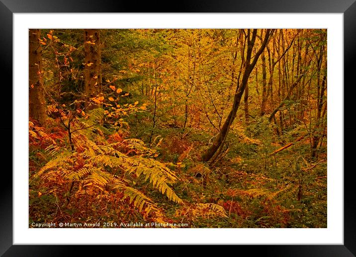 Autumn Woodland Colours Framed Mounted Print by Martyn Arnold