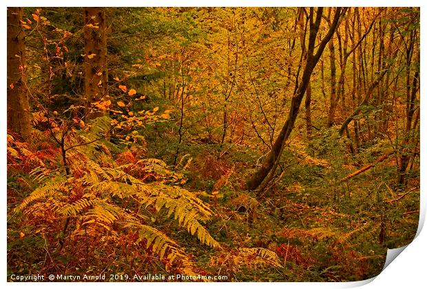 Autumn Woodland Colours Print by Martyn Arnold