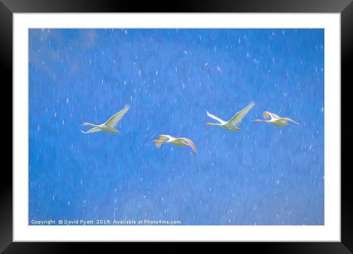 Swans Flying Art Framed Mounted Print by David Pyatt