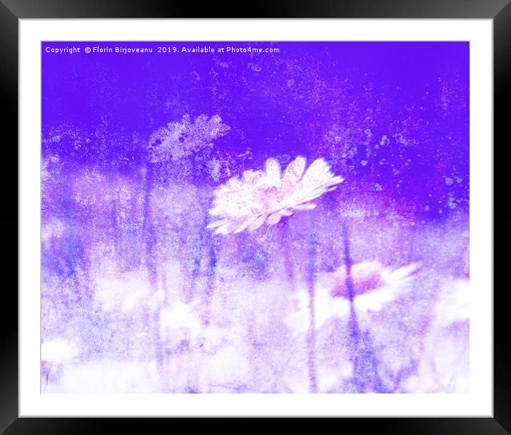 Daisy Love Purple Framed Mounted Print by Florin Birjoveanu