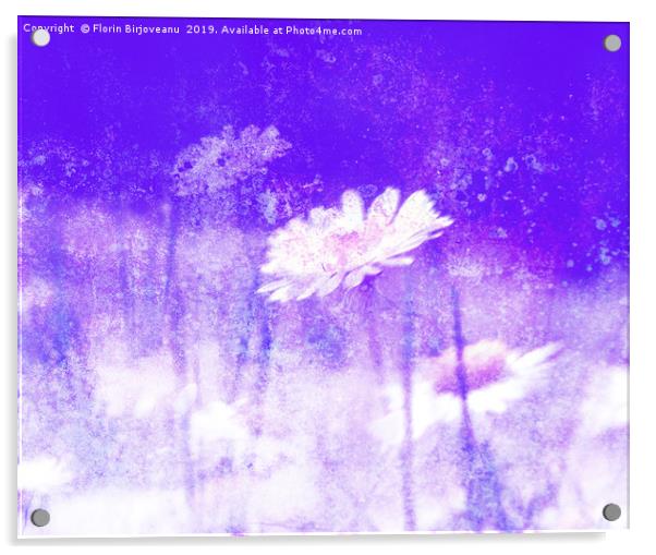 Daisy Love Purple Acrylic by Florin Birjoveanu