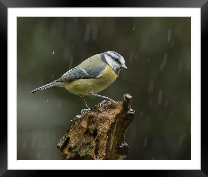 Blue tit in the rain Framed Mounted Print by Jonathan Thirkell