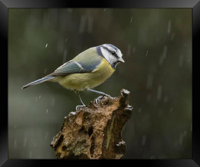 Blue tit in the rain Framed Print by Jonathan Thirkell