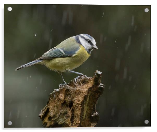 Blue tit in the rain Acrylic by Jonathan Thirkell