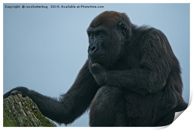 Lope The Gorilla Thinking About His Next Move Print by rawshutterbug 