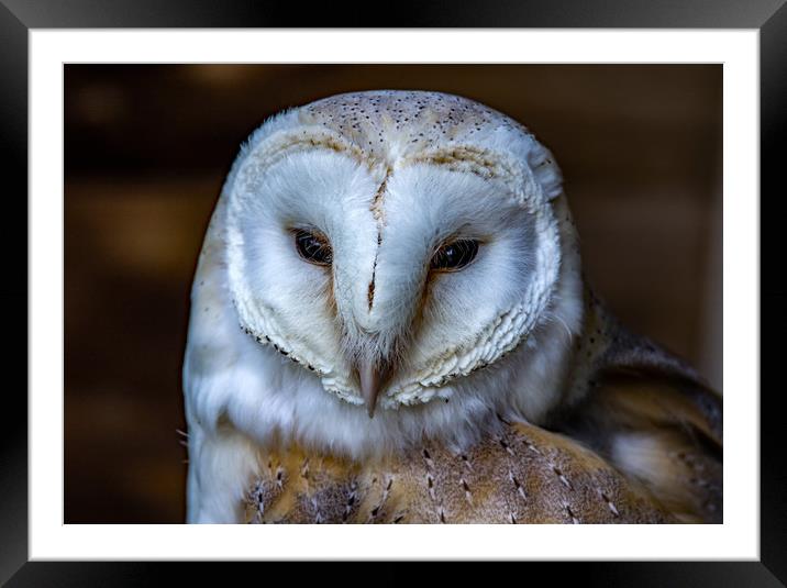 European Barn Owl.  Framed Mounted Print by Ian Taylor