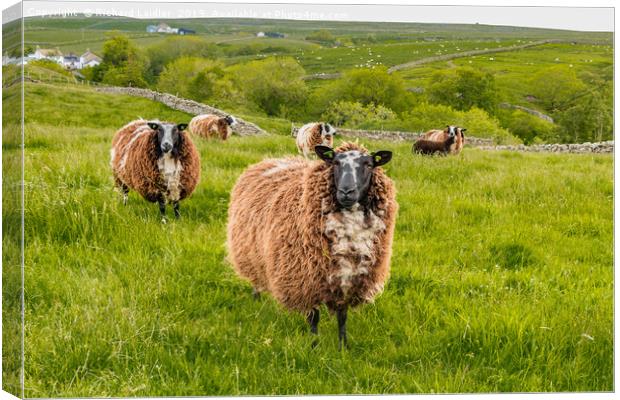 Dutch Spotted Sheep Canvas Print by Richard Laidler