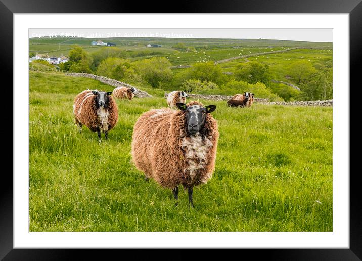 Dutch Spotted Sheep Framed Mounted Print by Richard Laidler