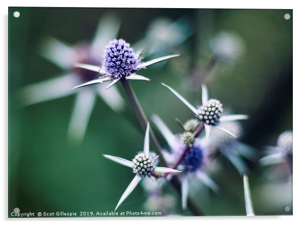 Sea Holly Acrylic by Scot Gillespie