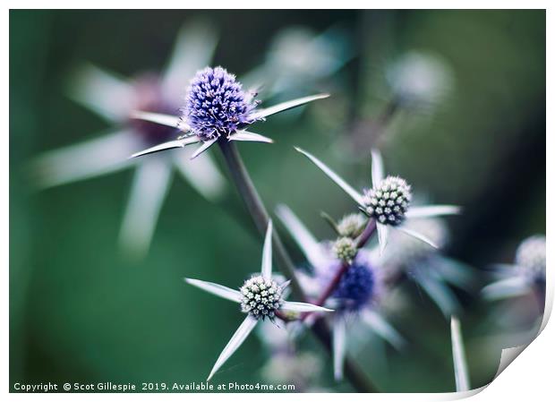 Sea Holly Print by Scot Gillespie