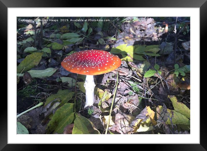 Woodland Fungi Red flat cap Framed Mounted Print by Andrew Heaps