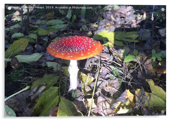 Woodland Fungi Red flat cap Acrylic by Andrew Heaps