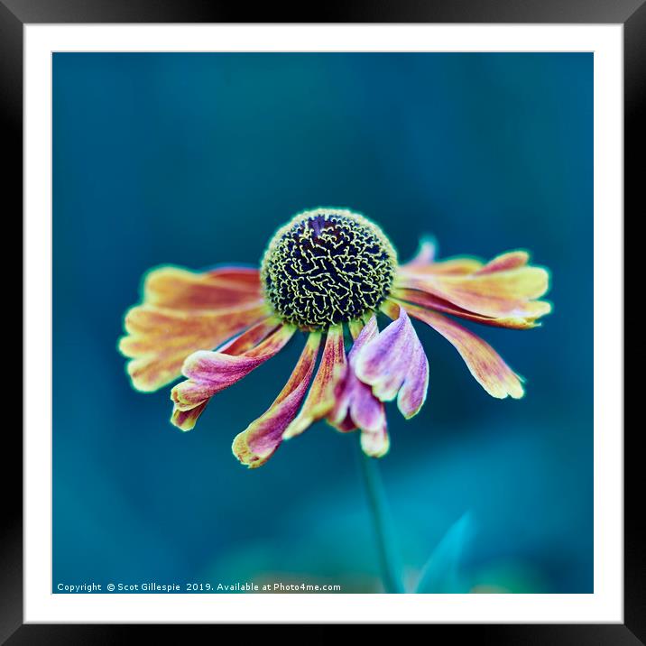 Dancing Helenium Framed Mounted Print by Scot Gillespie