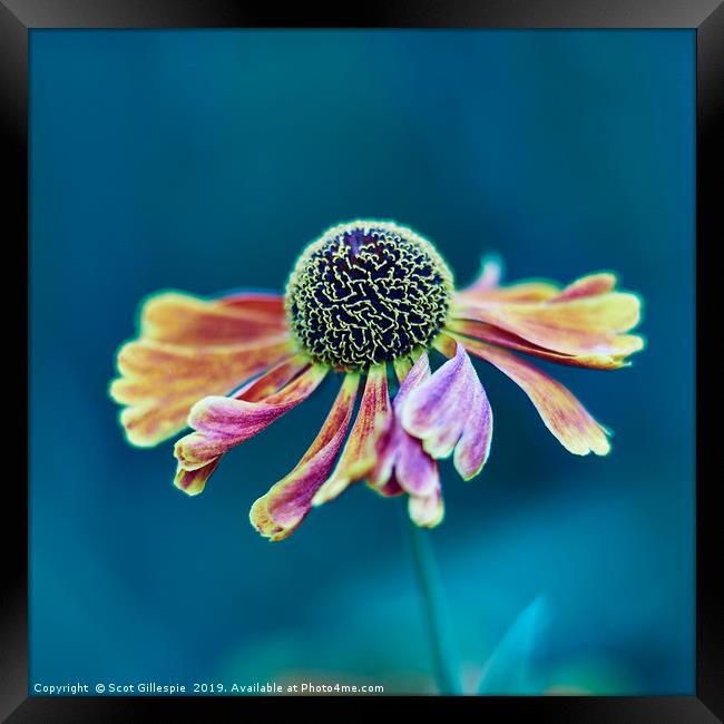 Dancing Helenium Framed Print by Scot Gillespie