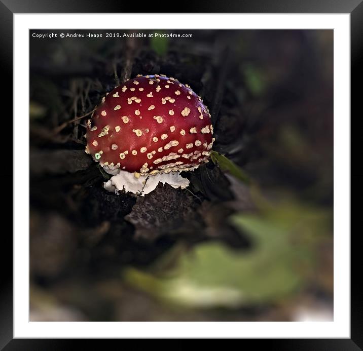 Red ball shaped fungi Framed Mounted Print by Andrew Heaps