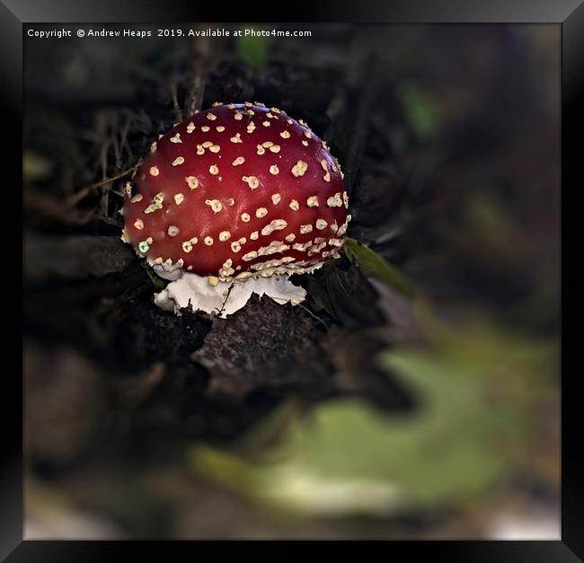 Red ball shaped fungi Framed Print by Andrew Heaps