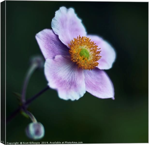 Japanese Anemone Canvas Print by Scot Gillespie