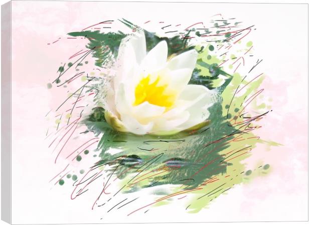 Water lily  Canvas Print by Beryl Curran