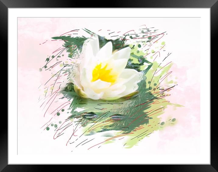 Water lily  Framed Mounted Print by Beryl Curran