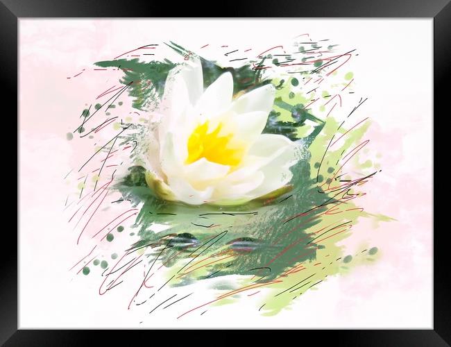 Water lily  Framed Print by Beryl Curran