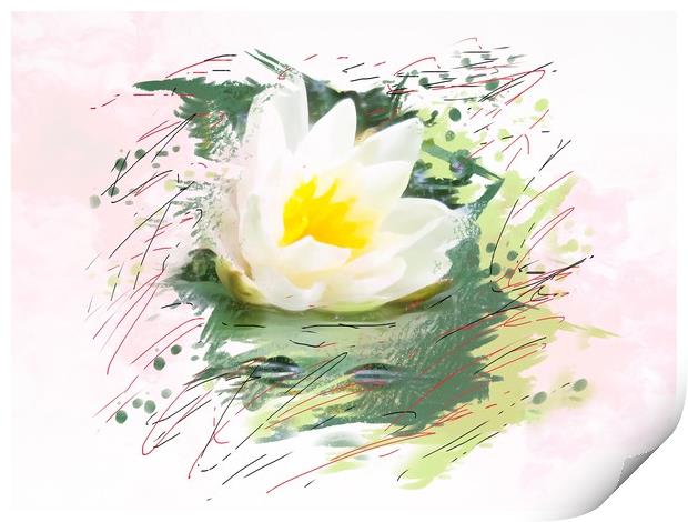 Water lily  Print by Beryl Curran