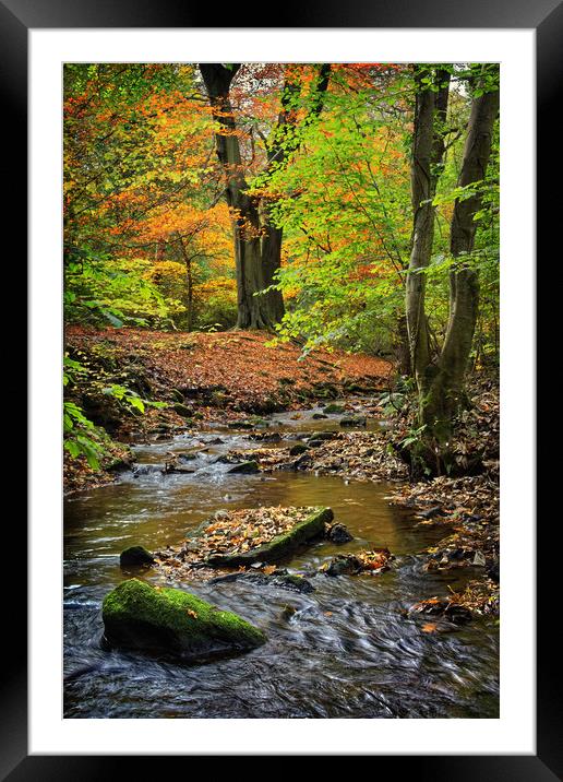 Porter Brook in Autumn                             Framed Mounted Print by Darren Galpin