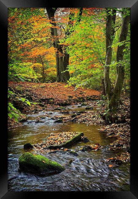 Porter Brook in Autumn                             Framed Print by Darren Galpin