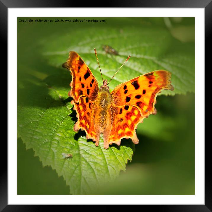 Comma Butterfly Resting Framed Mounted Print by Jim Jones