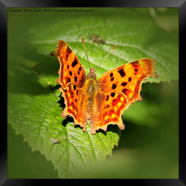 Comma Butterfly Resting Framed Print by Jim Jones