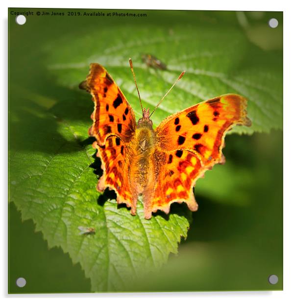Comma Butterfly Resting Acrylic by Jim Jones