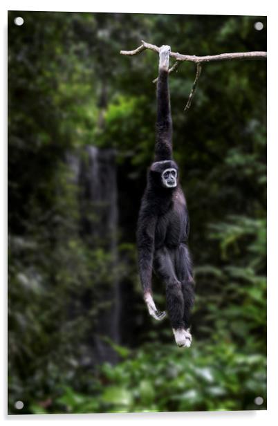 White-handed Gibbon Acrylic by Arterra 