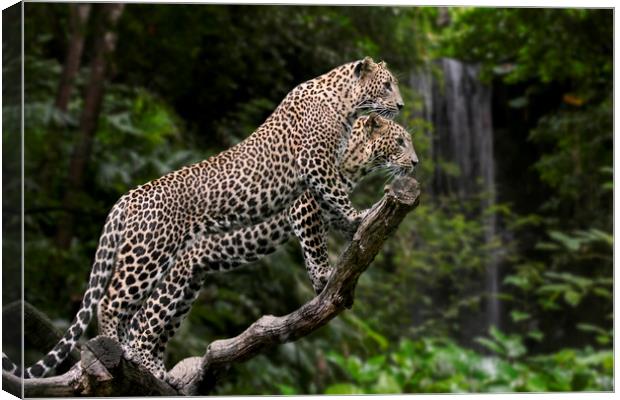 Leopards in Rain Forest Canvas Print by Arterra 