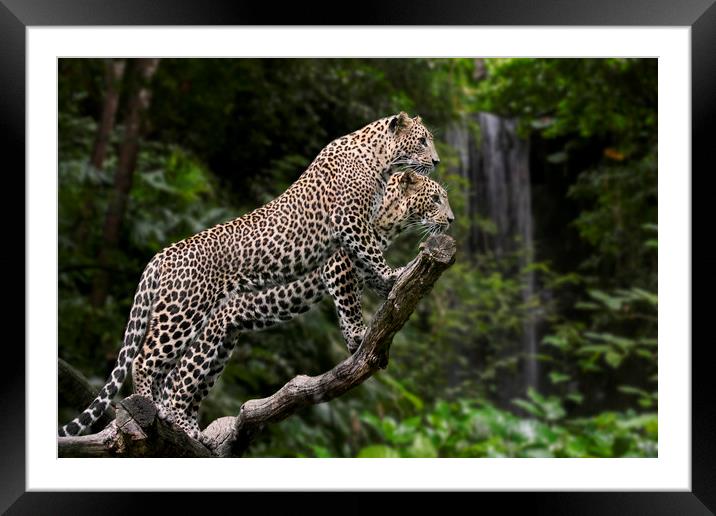 Leopards in Rain Forest Framed Mounted Print by Arterra 