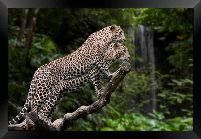 Leopards in Rain Forest Framed Print by Arterra 