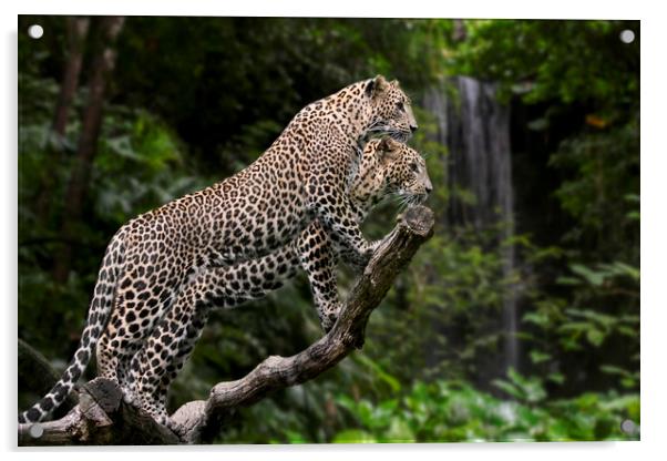 Leopards in Rain Forest Acrylic by Arterra 