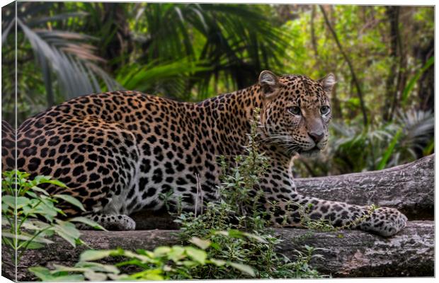 Leopard in Tropical Rainforest Canvas Print by Arterra 