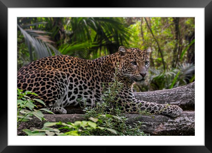 Leopard in Tropical Rainforest Framed Mounted Print by Arterra 