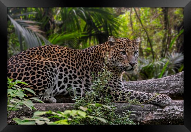 Leopard in Tropical Rainforest Framed Print by Arterra 
