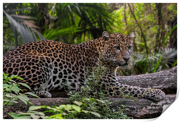 Leopard in Tropical Rainforest Print by Arterra 